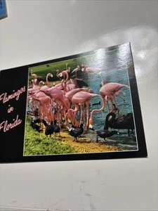 Postcard Florida Flamingos - Picture 1 of 3