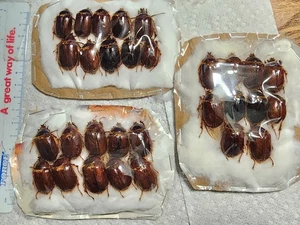 Pleocoma linsleyi Regenkäfer California 10er Set Coleoptera Käfer Insekt - Bild 1 von 3