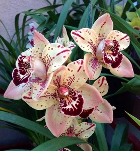 Cymbidium Everett Stockstill 'Estrellas y Rayas' orquídea planta grande - Imagen 1 de 3