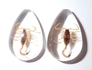 Cabochon Golden Scorpion Pear Shape (cut top) 25x17 mm Clear 2 pieces Lot - Picture 1 of 18
