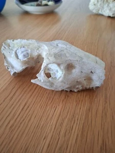 Kiefer Fossilien - Bild 1 von 7