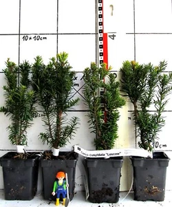Taxus cuspidata Typ Lescow -- Japanische Straucheibe, niedrig und dicht - Bild 1 von 1