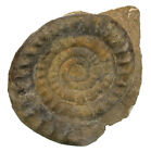 Lias  Psiloceras (Caloceras) johnstoni  Ammonit  Fonsjoch Tirol sterreich Q7-10