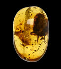 Cockroach with millipede, Fossil insect inclusion in Burmese Amber