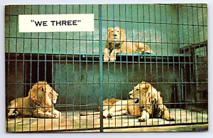 Chicago ILLinois We Three Lions Brookfield Zoo Postcard C960 - Picture 1 of 2