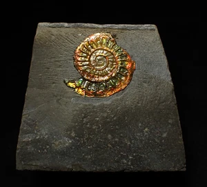 Rainbow iridescent Caloceras display ammonite fossil 22mm ammolite UK crystals - Picture 1 of 5