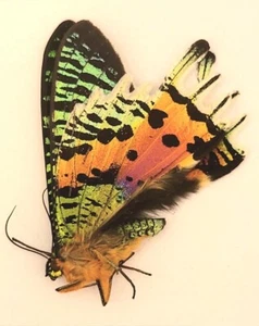 Papered/Unset/Unmounted/Folded Real butterfly,Sunset Moth - Picture 1 of 1