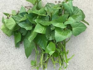 10 Fresh Edible Sweet Potato Plant Vine Cuttings, Beauregard Sweet Potato slips 