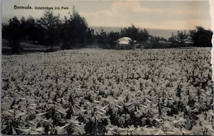 Bermuda Outerbridges Lily Field Vintage Postkarte C279 - Bild 1 von 2