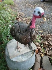 Vintage Taxidermy Stuffed Huge Tom Turkey Looks Great 👍 - Picture 1 of 11