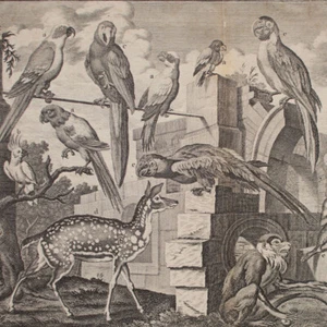 Johann Balthasar Probst según Salomon Kleiner Représentation des animaux siglo XVIII - Imagen 1 de 5