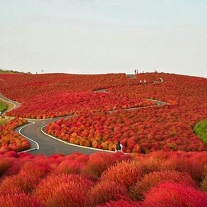 KOCHIA SCOPARIA ROT Tricophylla "Falsche Zypresse" 200 SAMEN - Bild 1 von 1