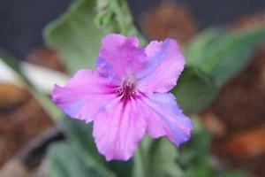Streptocarpus Streaker - Picture 1 of 2