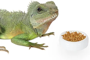 Reptile Food Bowls Ceramic round Reptile Water Food Dish, Pet Food Bowl for Liza - Picture 1 of 1