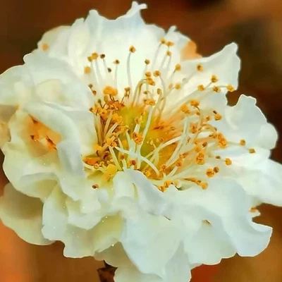 Japanese Exposed-root plum blossom bonsai Rare Verity golden Crane 黄金鹤梅提根造型老桩 - Image 1 of 4