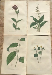 1819 Vier Originalstiche - " Curtis's Botanical Magazine "- Handmalerei - Bild 1 von 2