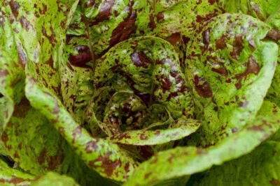 1000 SEMILLAS DE LECHUGA ROMANA FRECKLES ~ Hirloomseedguy ~ 2026 ~ NO TRANSGÉNICAS Foto 1 de 4