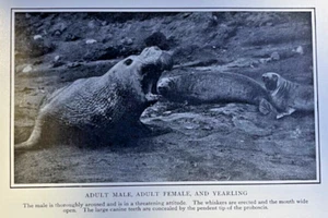 1912 Elephant Seal Guadalupe Island Lower California illustrated - Picture 1 of 5