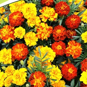 Saatgut 40-400 Samen STUDENTENBLUMEN BONITA MISCHUNG 30cm Grabbepflanzung - Bild 1 von 2