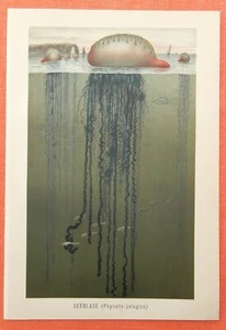 Seeblase Portugiesische Galeere Physalia physalis Lithographie 1892 Wassertiere - Picture 1 of 2