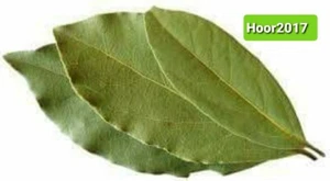 Bio getrocknete Lorbeerblätter handverlesen 50 Gramm -1000 Gramm (1 k) ورق غار - Bild 1 von 4