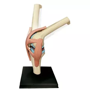 Menschliche Knie Anatomie Modell Medizinischer Unterricht Hochwertige anatomische menschliche Organe - Bild 1 von 7