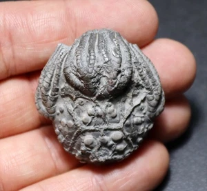 Killer 3D Crinoid Platycrinites hemisphericus from Crawfordsville, Indiana - Picture 1 of 10