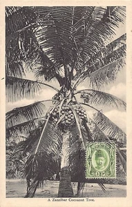 Sansibar - Kokosnussbaum - Publ. unbekannt - Bild 1 von 2