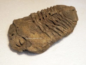 Fósil de trilobites, 137 gm. - Imagen 1 de 6