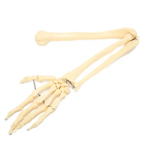 Professional Human Hand Arm Bone Model Upper Limb Bone Model For Teaching De HR6 - Picture 1 of 24