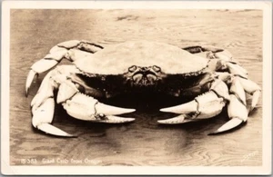 Foto real vintage de los años 40 de Oregón postal RPPC "Cangrejo gigante" Sawers foto 15-383 - Imagen 1 de 2