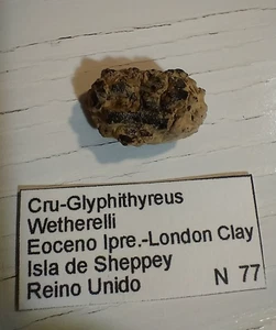 B27 Cangrejo fósil, GLYPHITHYREUS WETHERELL, EOCENO ISLA DE SHEPPEY Reino Unido - Picture 1 of 9