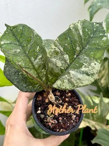✨Hoya Svetlana EPC 959✨(Very Rare)~Established Indoor/Outdoor Plant🌿 - Picture 1 of 8