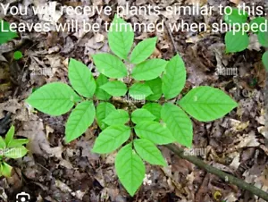 6 of Baby Ash Tree, Ash Trees 'Lightning Tree’ Fraxinus Excelsior. Attract Bees. - Picture 1 of 4