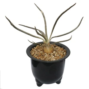 Pianta di cactus succulenta 2 cm Astrophytum Caput-medusae casa giardino bella pianta - Foto 1 di 6