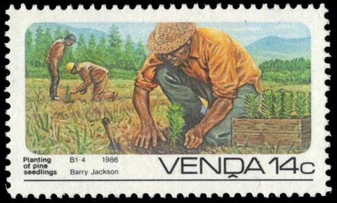 VENDA 153 (SG143) - Forestry "Planting of Pine Seedlings" (pa57424) Cover