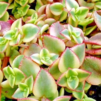 Succulent Crassula Perforata Variegated String of Buttons 2 Live 1" Plants Easy - Image 1 of 2