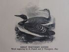 British Birds GREAT NORTHERN DIVERS 1842 illustration by A. Fussell 1940's Print