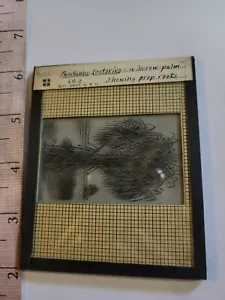 Glass Magic Lantern Slide SCIENCE PLANTS #21 - Picture 1 of 1