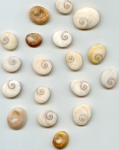 Kreismuschel Schmuckstein - Operculum - Shivas Eye - Bild 1 von 2