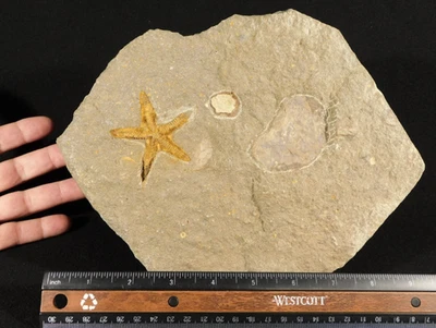 Fósil ESTRELLA con EDRIOASTEROIDES Era Ordovícica 100% Natural 1391gr Foto 1 de 4
