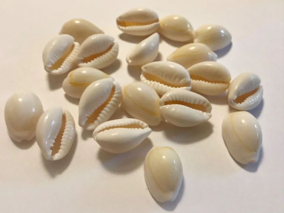 PERLANDO: 20 Kauri Muscheln ~20 mm Schnecke,  Muschel ungebohrt  (191/5) - Bild 1 von 4