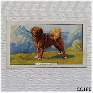 Gallaher Dogs #14 Tibetan Mastiff Cigarette Card (CC180) - Picture 1 of 2