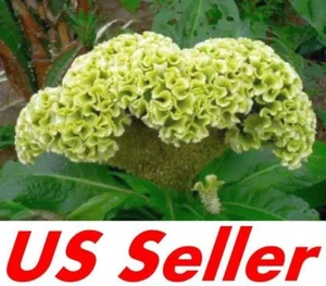 30 Seeds G121, Green Cockscomb seeds Celosia Cristata Annual Flower Home Garden - Picture 1 of 3