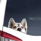Red Husky Car Decal Realistic Peeking Dog Bumper Window Vinyl Sticker Waterproof