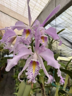 Cattleya maxima (coer X alba) Pink White Yellow Orchid Species BS 5.5” Pot - Image 1 of 4