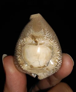 SEA SHELL COWRIE FOSSIL, BARYCYPRAEA CAPUTVIPERAE DE JAVA, INDONESIA, 41 MM - Imagen 1 de 6