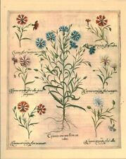 Document planche de l'herbier réalisé entre 1595 et 1612 par Basil Besler 1979