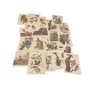 John J Audubon Lithographie Lot ~20 - Bild 1 von 14