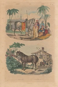 HORSES. Cheval Arabe (Arabian Horse). Cheval Trait (cart horse) 1833 old print - Picture 1 of 1